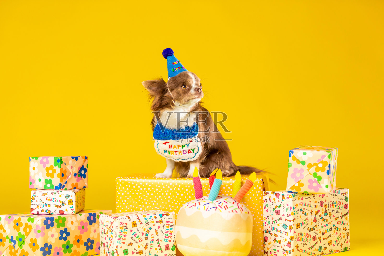 庆祝的吉娃娃狗戴着生日帽和围嘴,周围是派对布置照片摄影图片