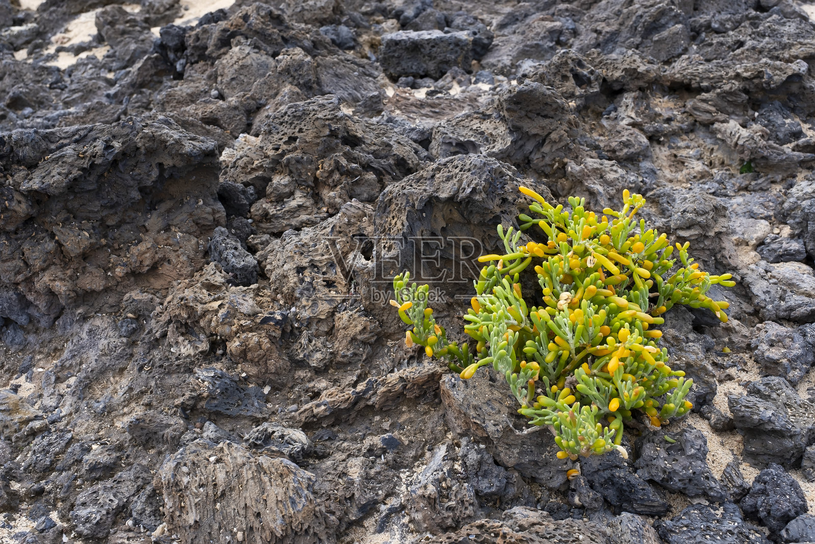 四叶龙胆植物,海葡萄在火山岩中生长,属于龙胆科的多肉植物,生长在兰萨罗特的海滩岩石上。照片摄影图片