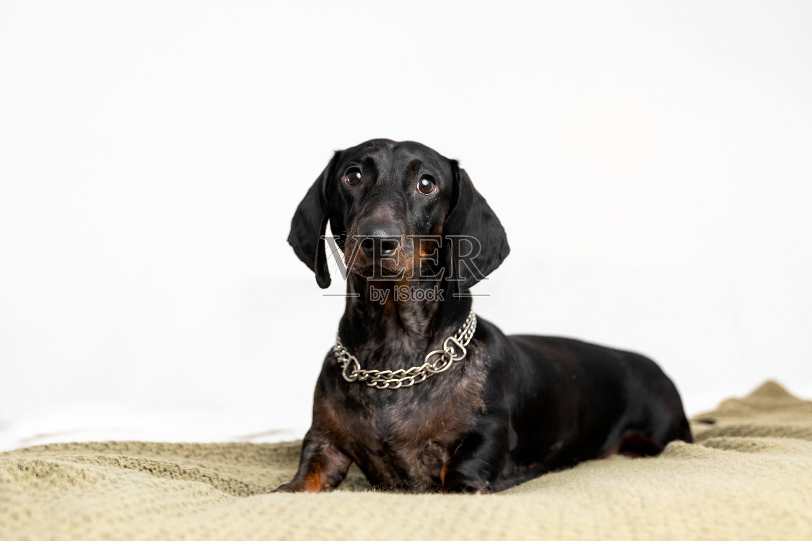 家里的腊肠犬躺在沙发上照片摄影图片