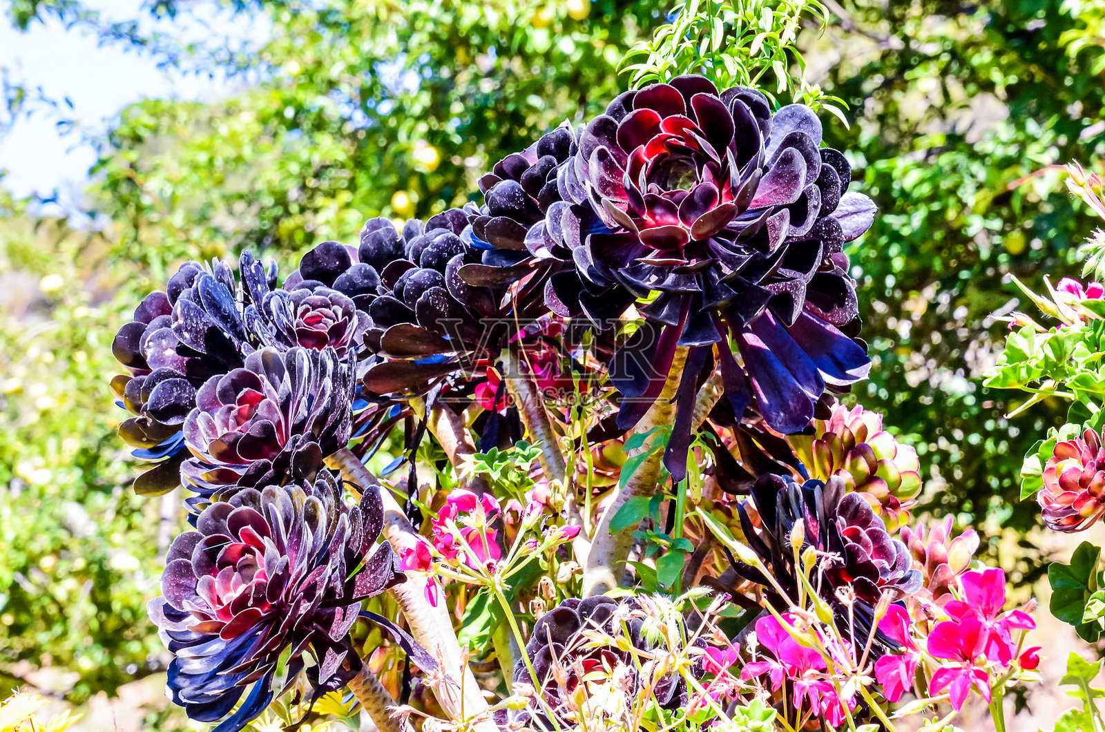 一束紫色花朵中间夹杂着几朵黑色花朵照片摄影图片