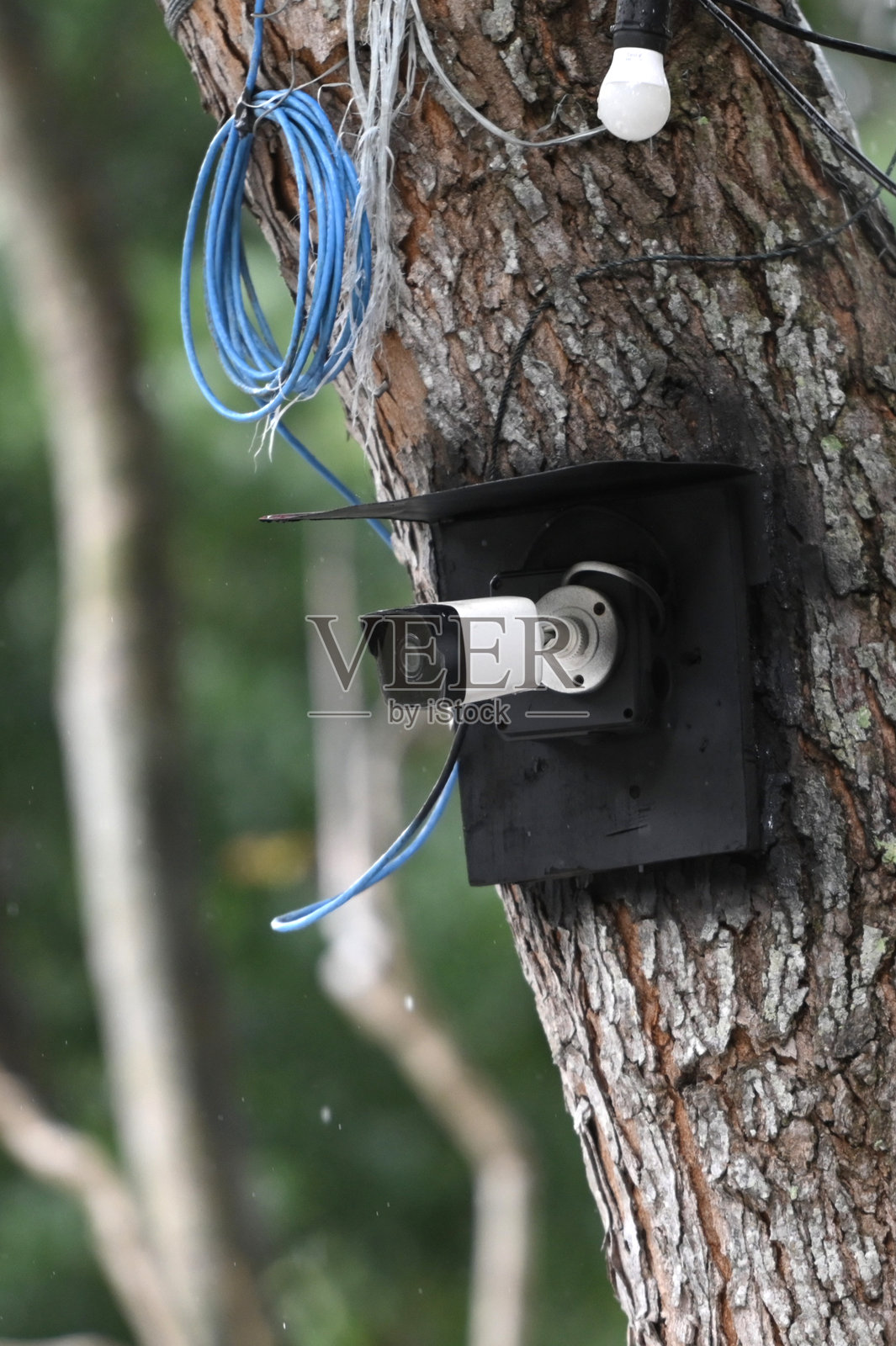 树上的监控摄像头照片摄影图片