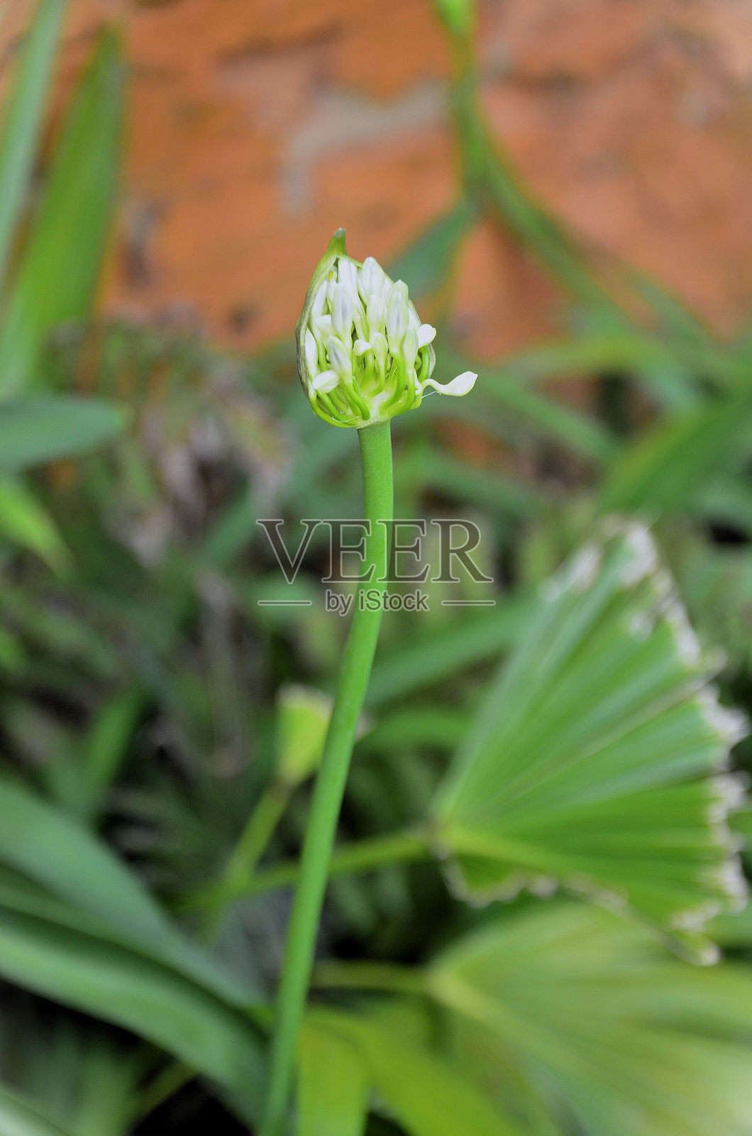 伞形花(Agapanthus umbellatus)花蕾在花园中绽放照片摄影图片