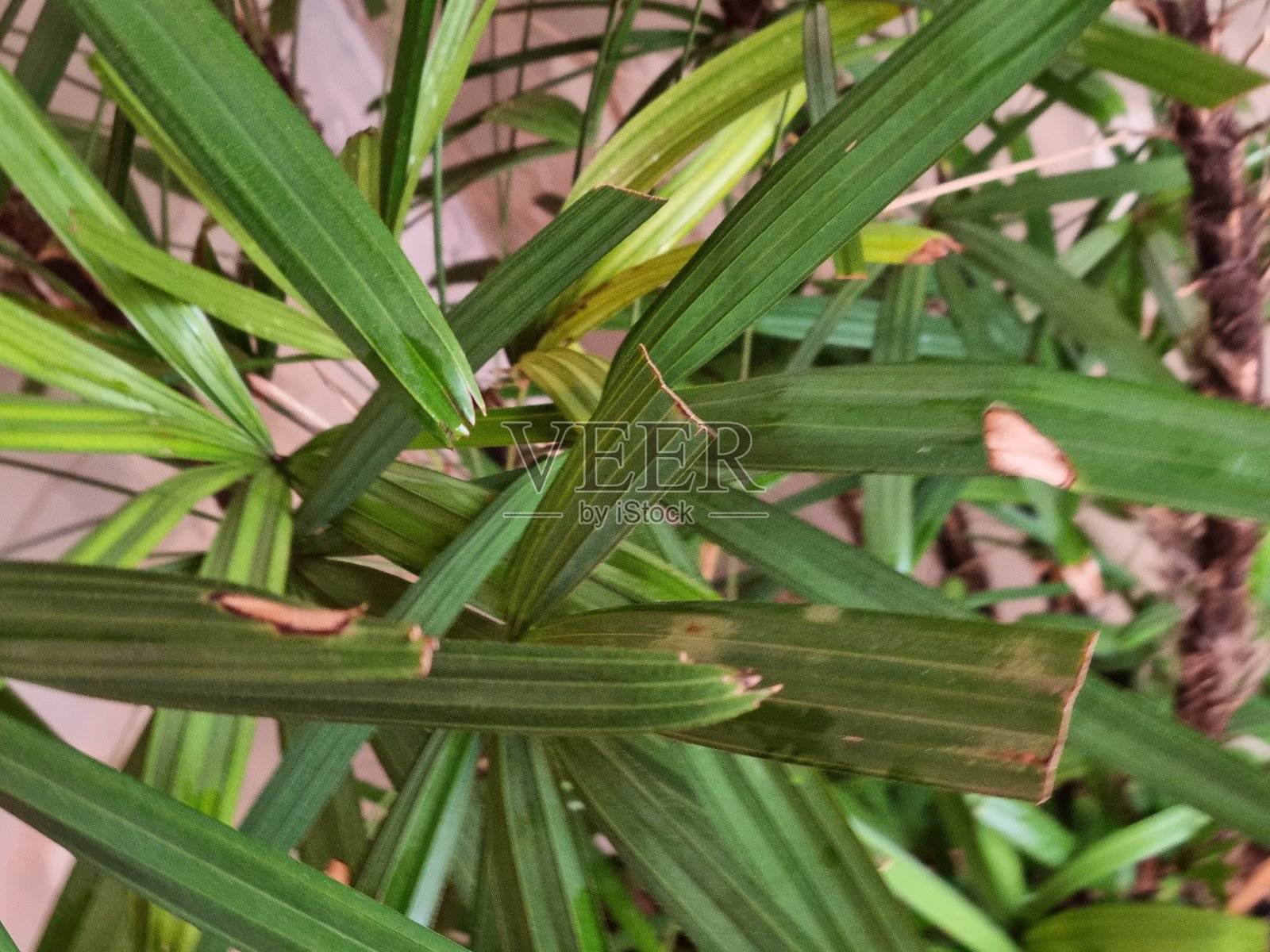 女皇棕榈(Raphis excelsa)上的叶斑病:女皇棕榈的植物检疫问题,女皇棕榈常见问题照片摄影图片