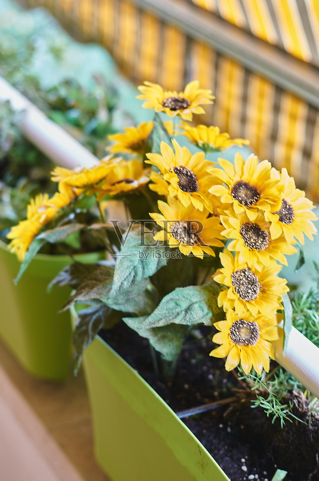 生机勃勃的向日葵花卉在花园盆栽中排列照片摄影图片