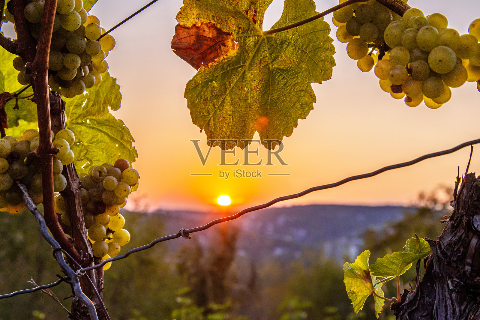一串绿色的葡萄在黄昏的金色时光中。金色的日落透过一串葡萄被捕捉到。德国,弗兰肯,维尔茨堡。照片摄影图片