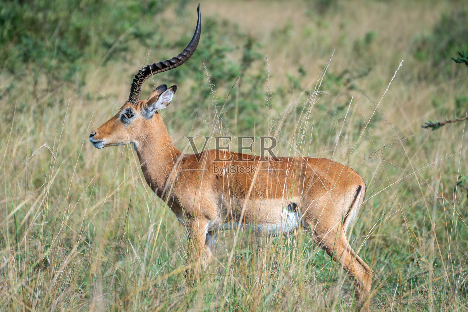 汤米羚羊在乌干达姆布罗湖国家公园安静地站着照片摄影图片