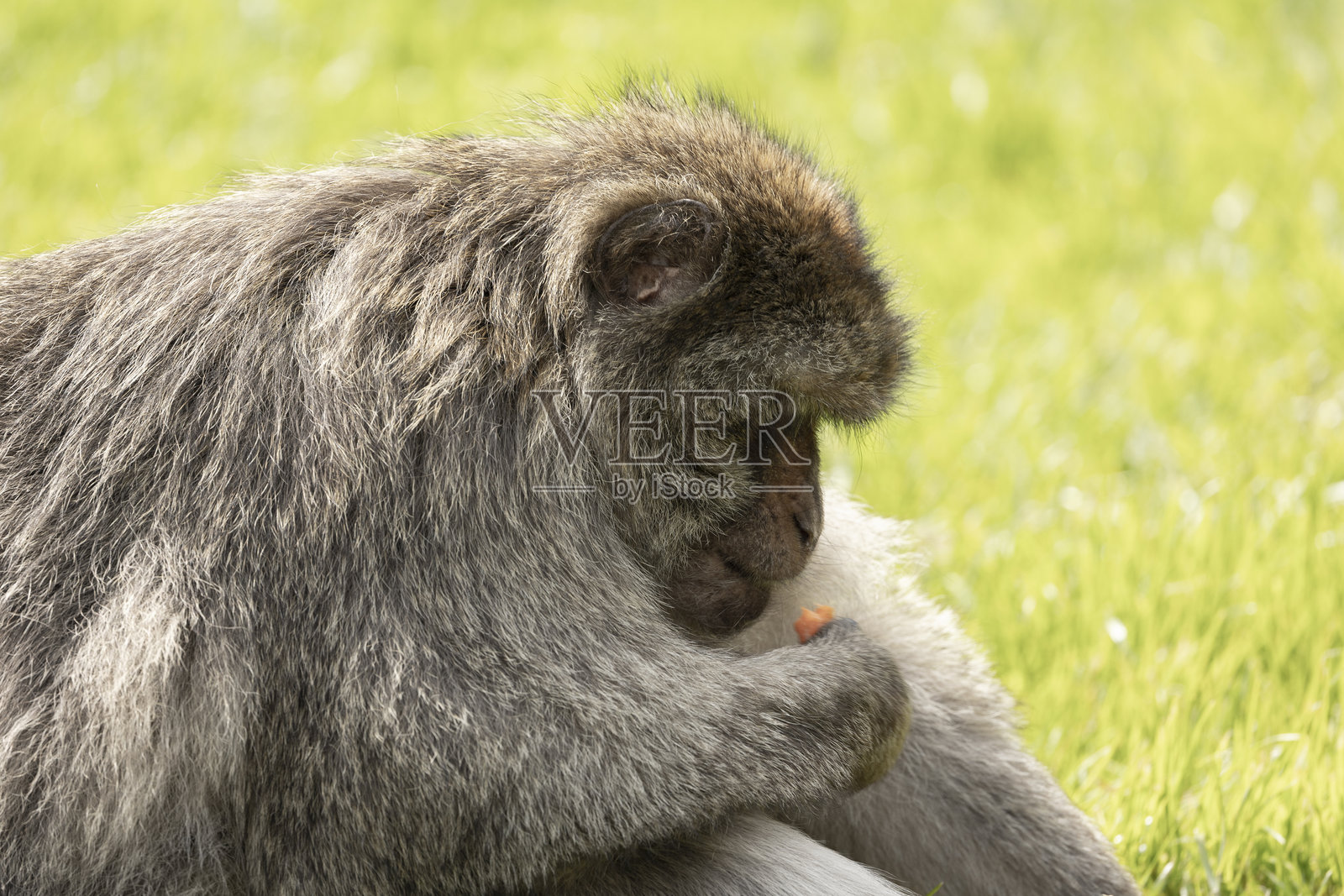 巴巴里猕猴 Macaca Sylvanus照片摄影图片