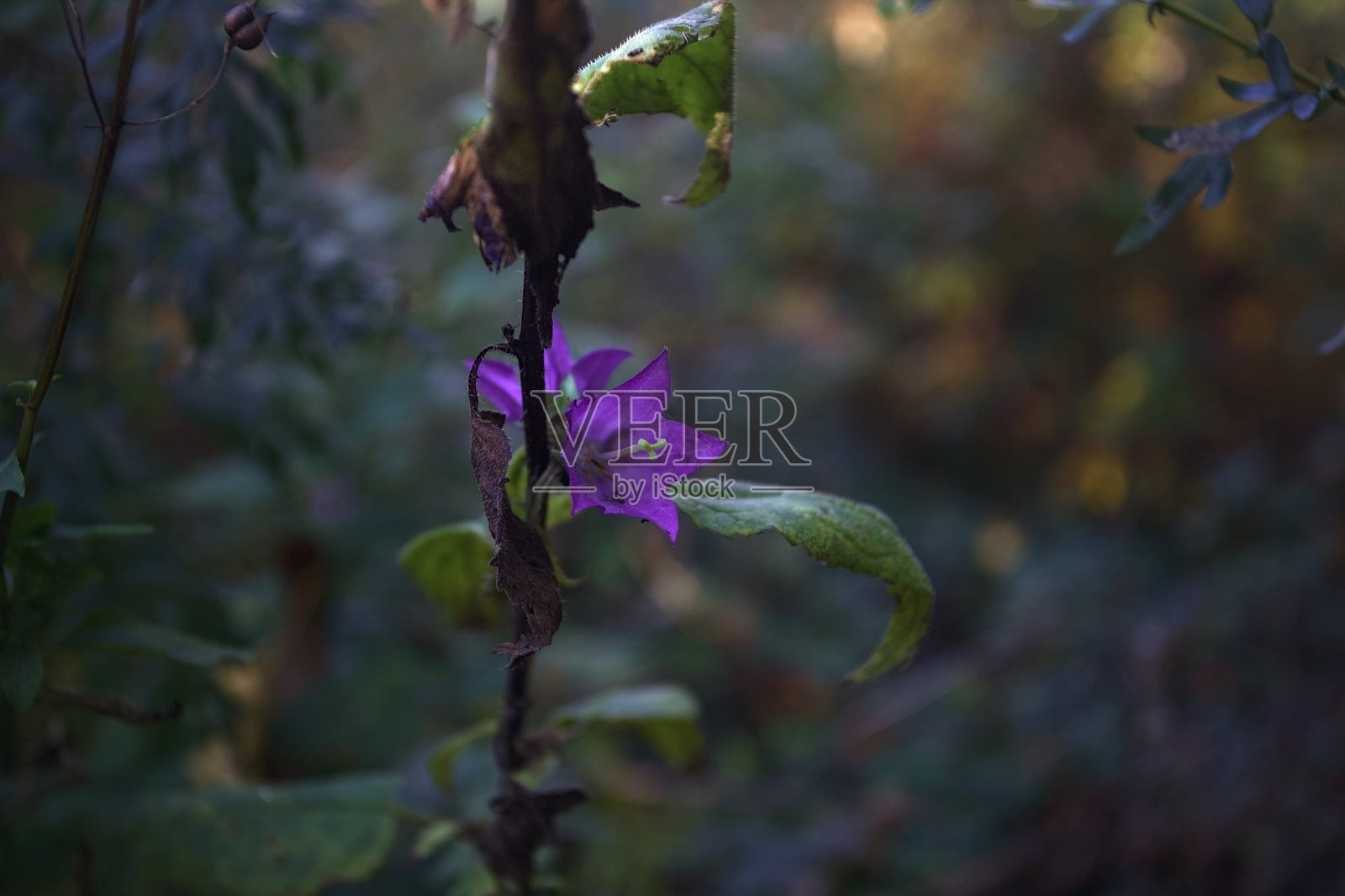 盛开的野花照片摄影图片