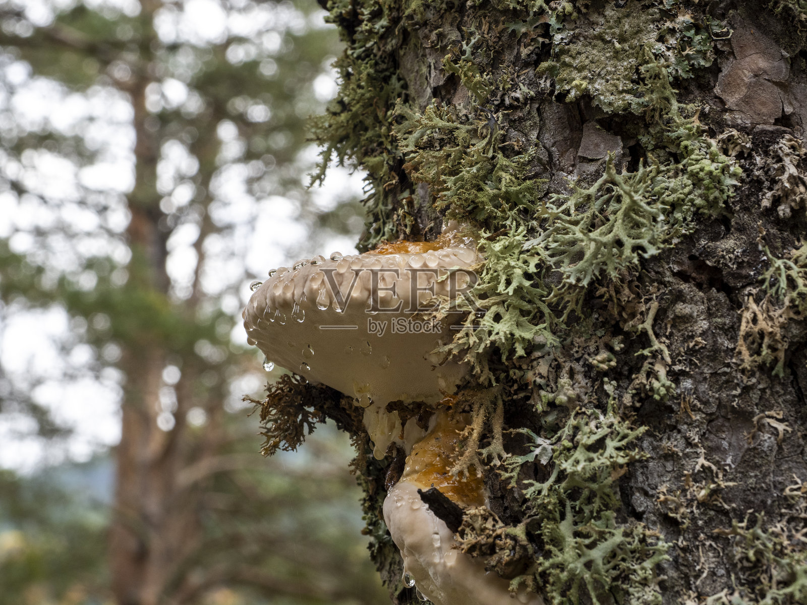 蘑菇照片摄影图片