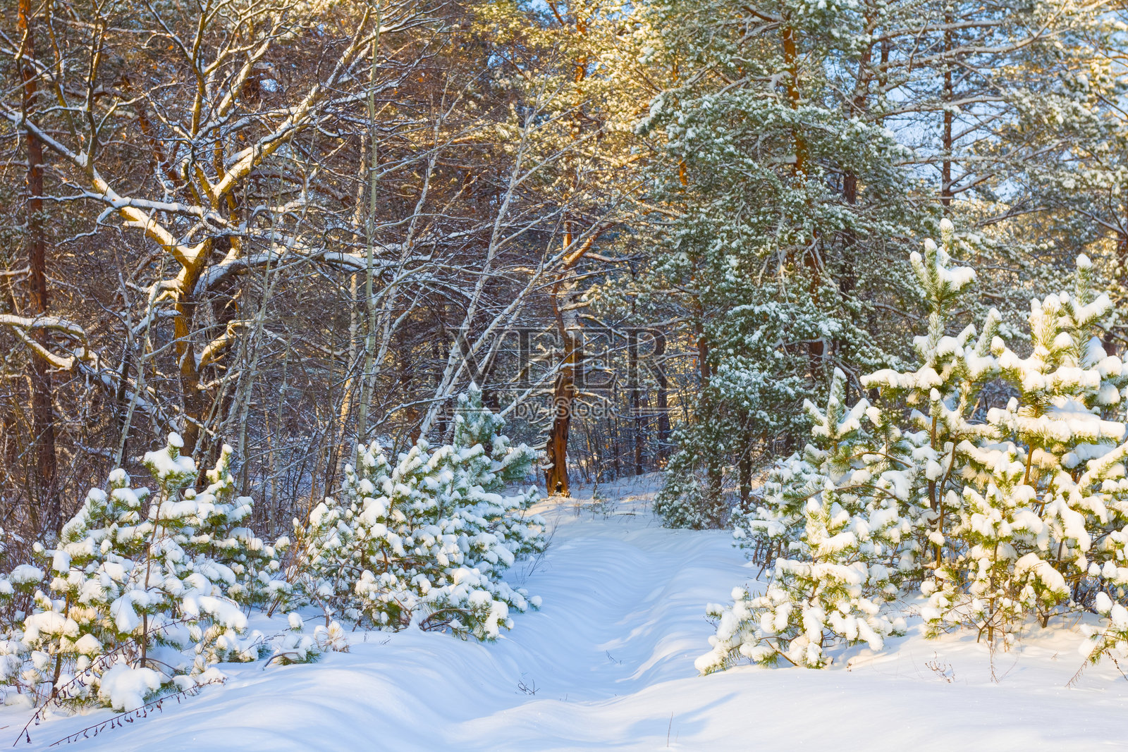 雪中的冷杉树森林空地,自然季节性风景照片摄影图片