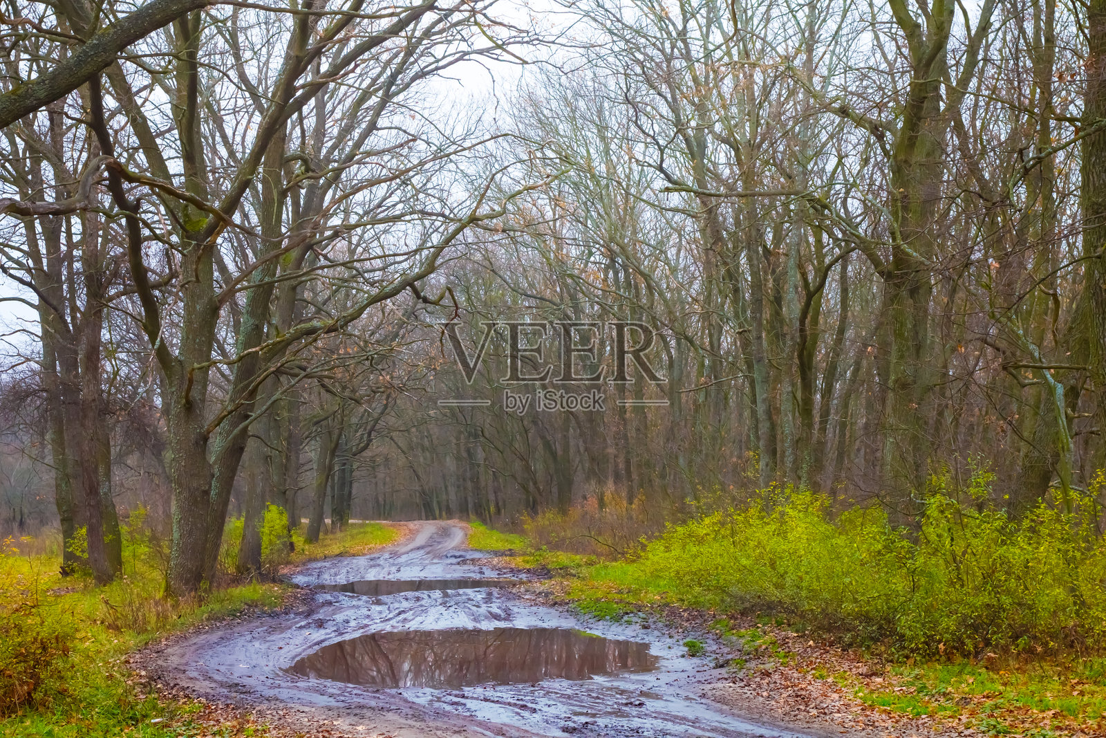 雾中的宁静湿润秋季森林中的泥泞小路照片摄影图片