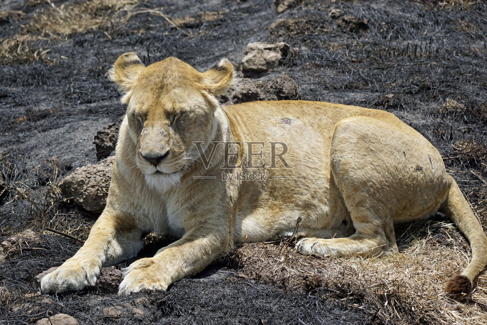 坦桑尼亚野生动物照片摄影图片