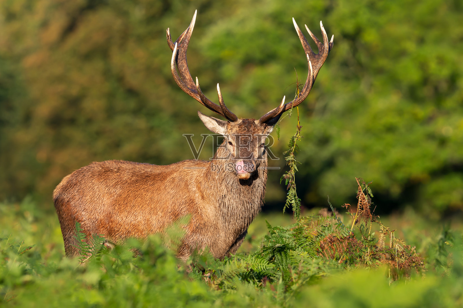 秋季繁衍季节,一只红鹿雄鹿在蕨类植物中站立的肖像照片摄影图片