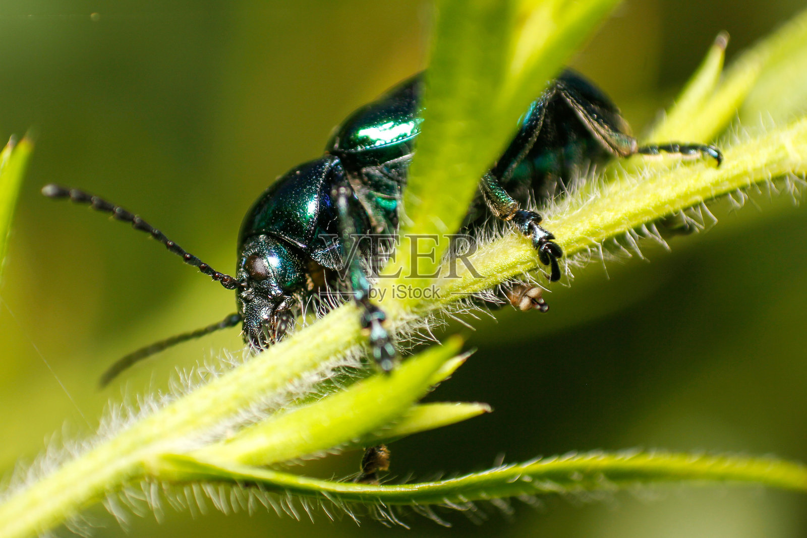 特写蓝色奶草甲虫(Chrysochus pulcher)照片摄影图片