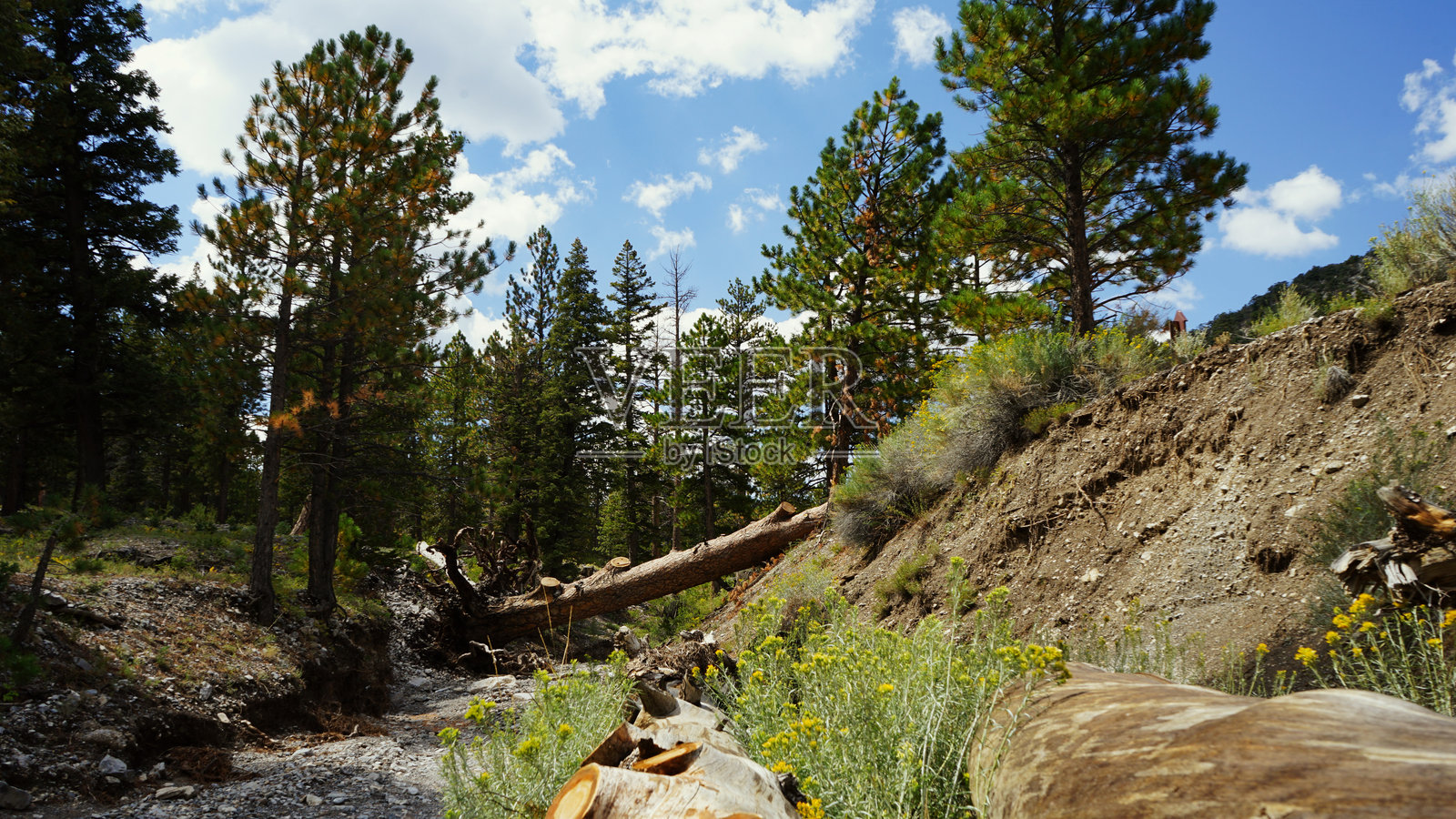 夏季的查尔斯顿山照片摄影图片