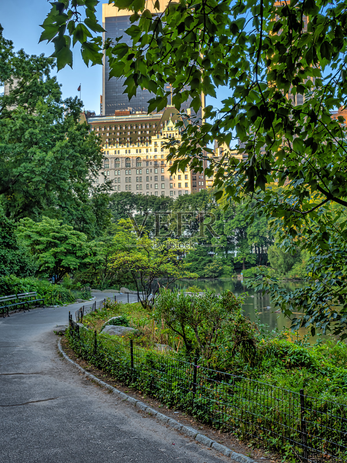 中央公园夏季,清晨照片摄影图片