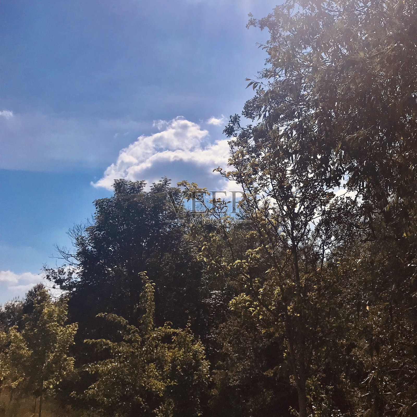 高大的树木向清澈的蓝天伸展,蕨类植物的叶子反射着阳光,阳光在树枝间散射。照片摄影图片