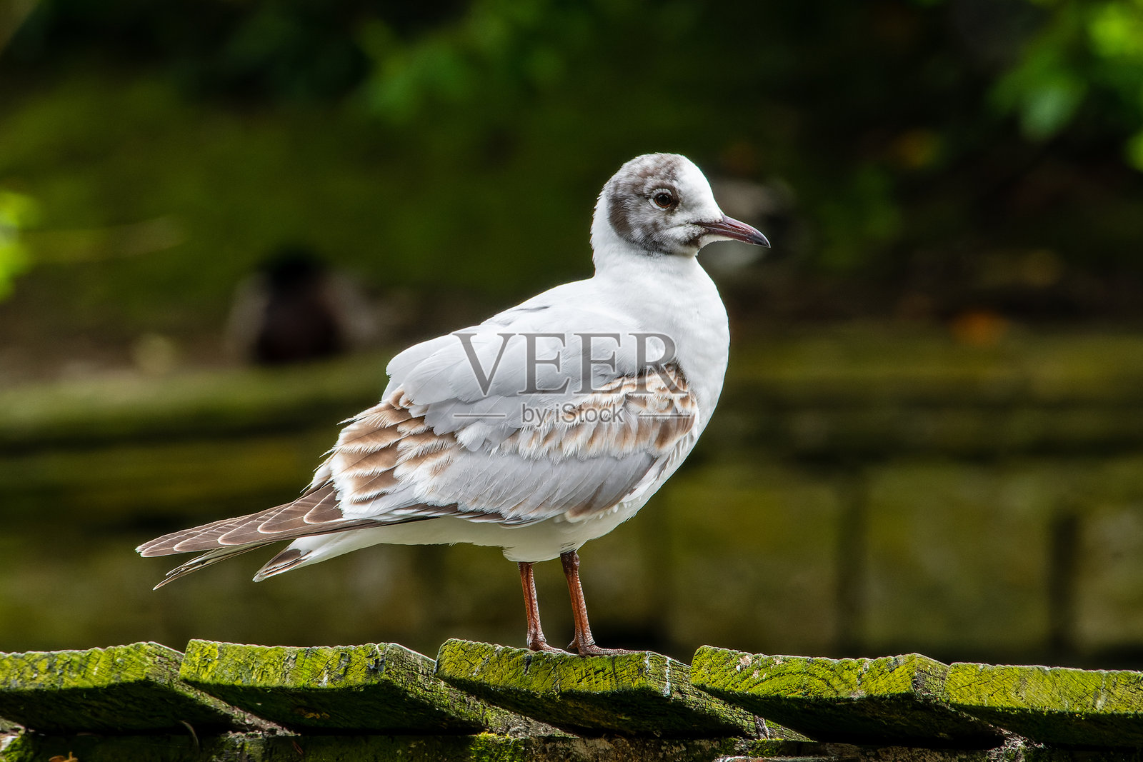 黑头鸥 (Chroicocephalus ridibundus)。照片摄影图片