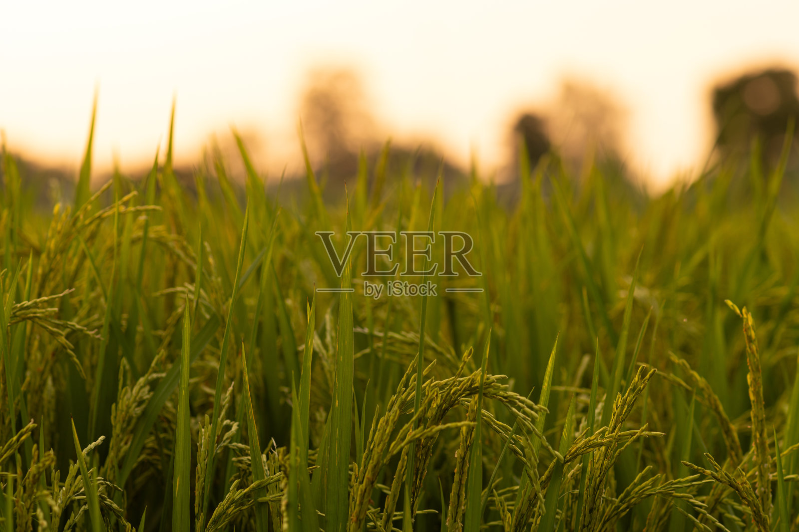 日落时分,绿色稻田的特写,展现乡村农业和自然的美丽照片摄影图片