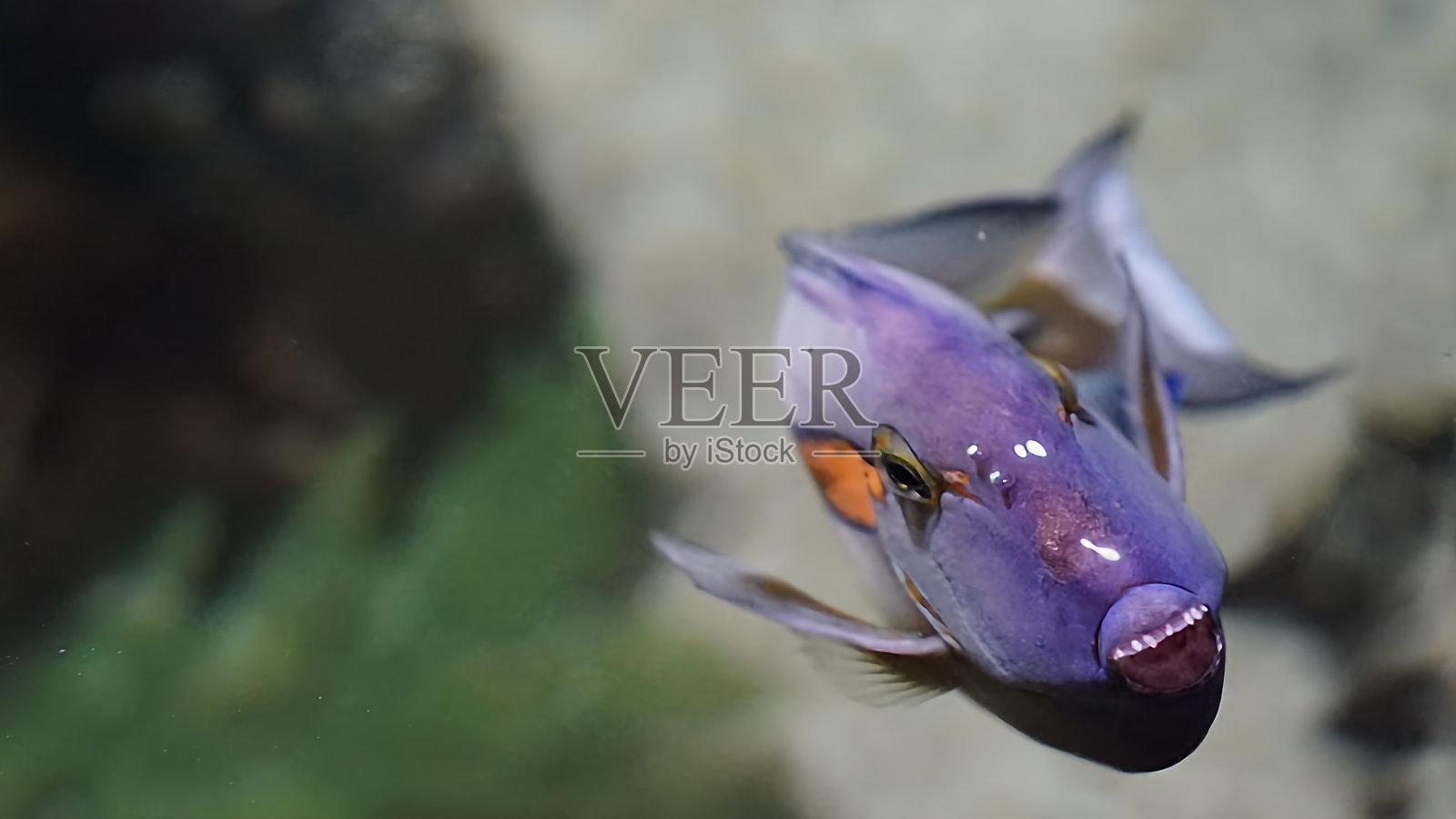 拉斯维加斯的水族馆非常有趣照片摄影图片