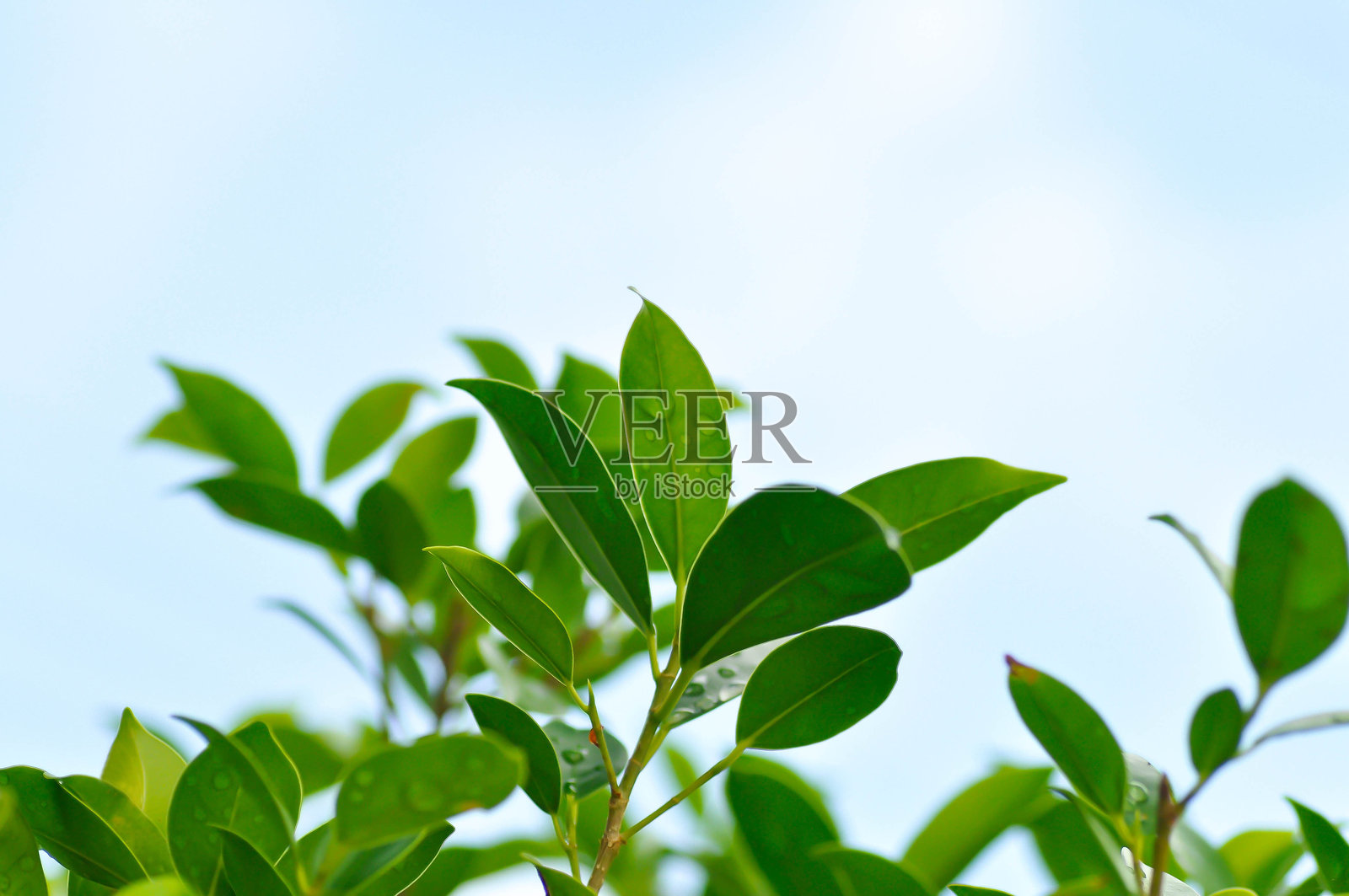 环状榕(Ficus annulata Blume),榕树或桑科,模糊背景中的天空或叶子与天空背景照片摄影图片