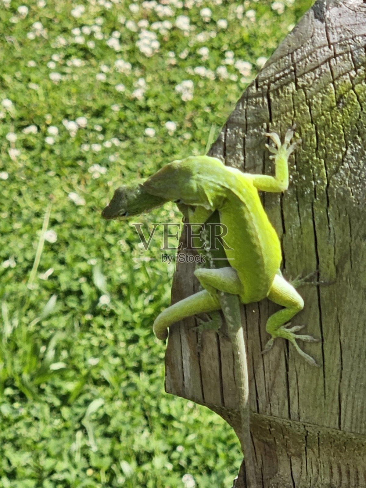 壁虎之爱照片摄影图片