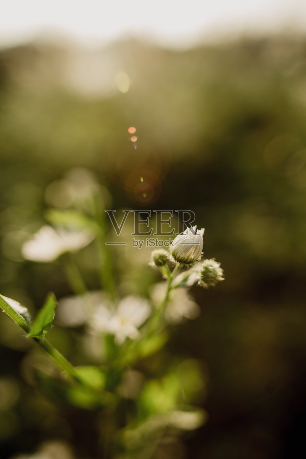 花照片摄影图片