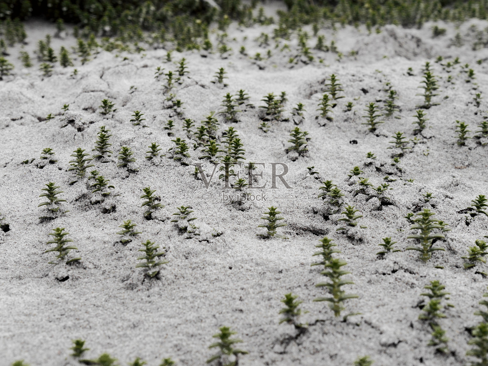 小树林照片摄影图片