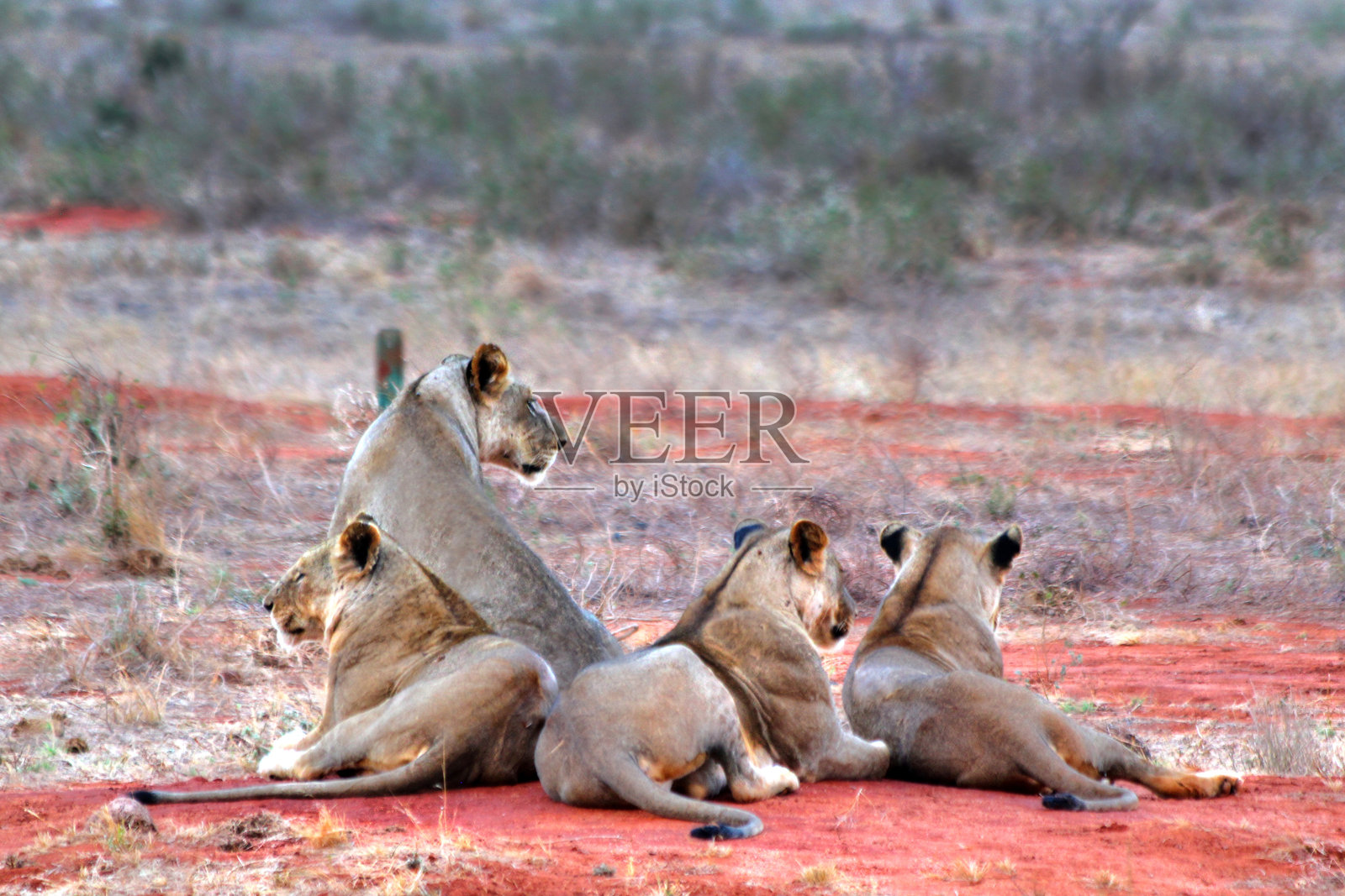 肯尼亚的塔萨沃东部、塔萨沃西部、安博塞利和马赛马拉国家公园的野生动物 safari照片摄影图片