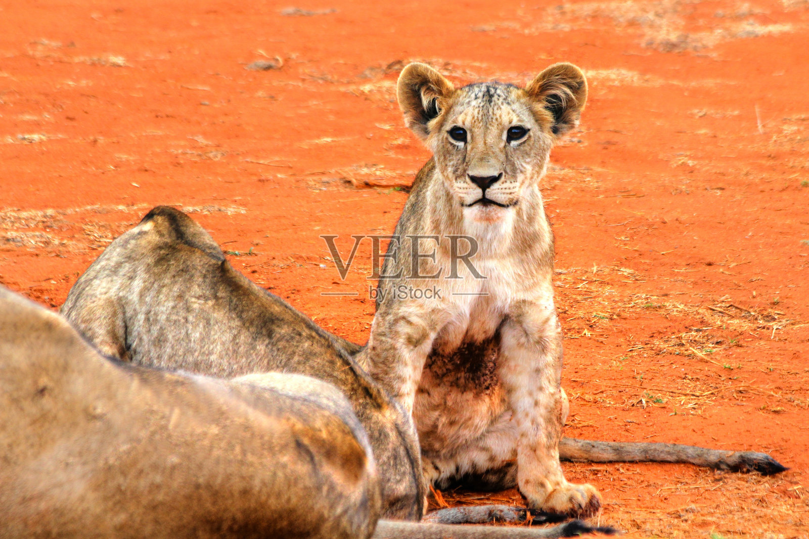 肯尼亚的塔萨沃东部、塔萨沃西部、安博塞利和马赛马拉国家公园的野生动物 safari照片摄影图片