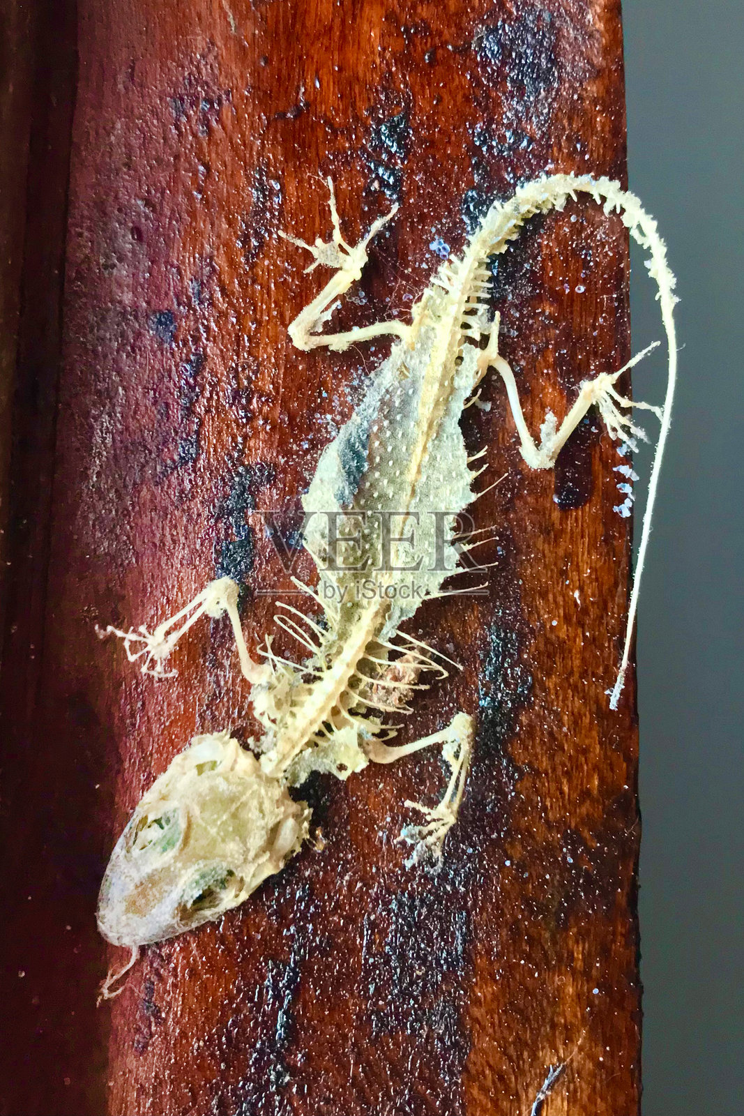 肯尼亚的塔萨沃东部、塔萨沃西部、安博塞利和马赛马拉国家公园的野生动物 safari照片摄影图片