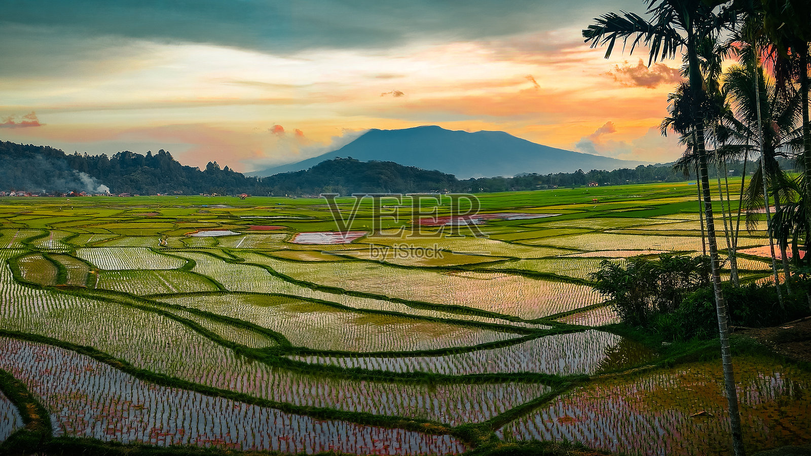 稻田日落照片摄影图片