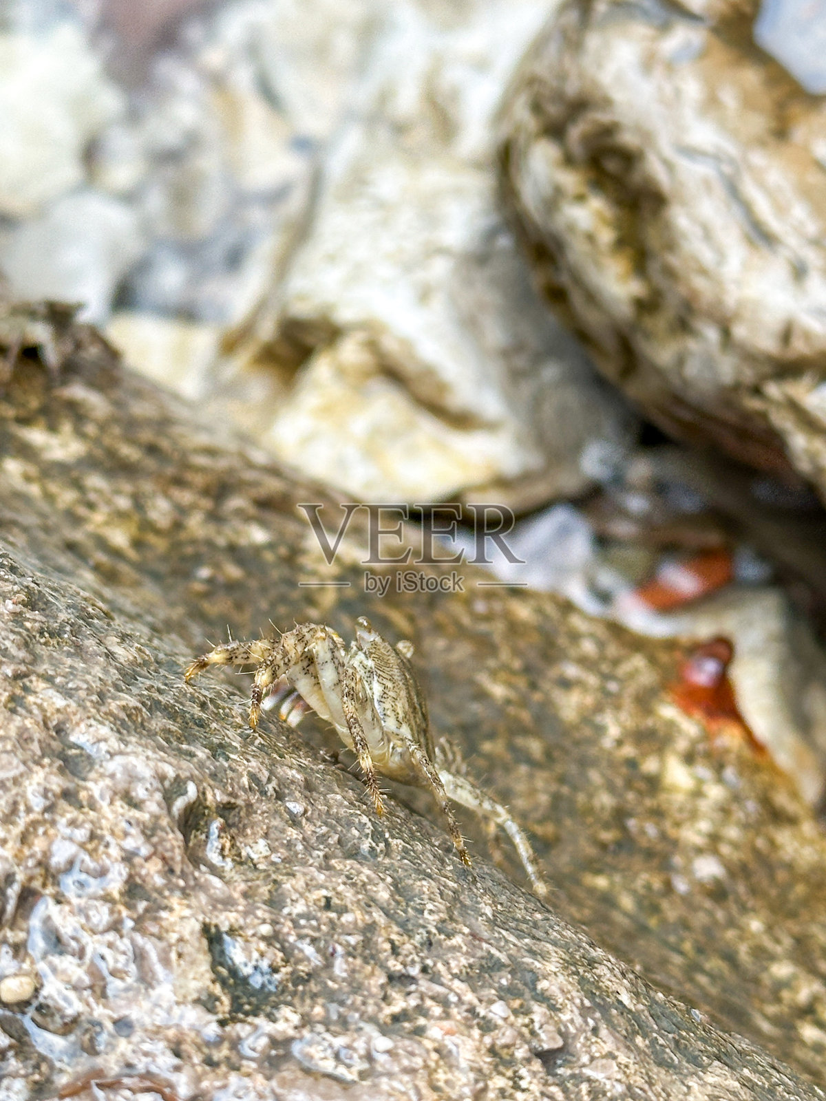 小螃蟹在水边湿滑的岩石上休息的特写镜头照片摄影图片
