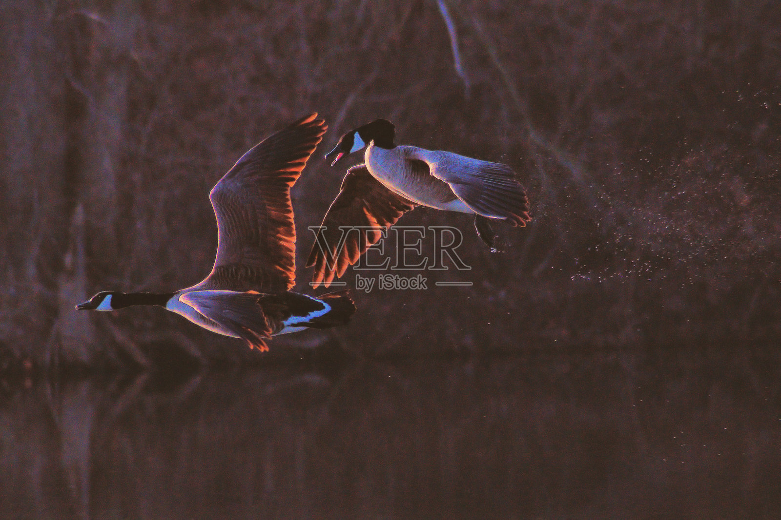 加拿大鹅起飞。照片摄影图片