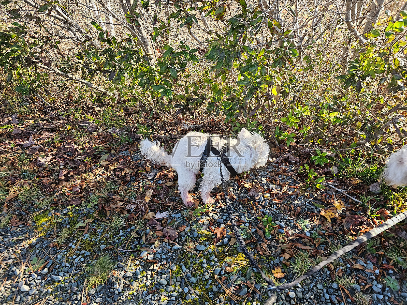 西高地白梗在小径上排便照片摄影图片