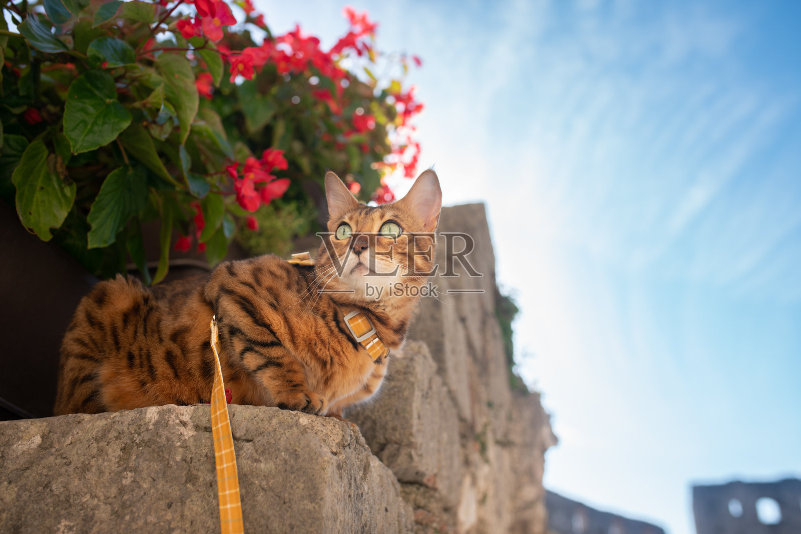 美丽的孟加拉猫牵着绳子坐在台阶上,背景是花朵和蓝天。猫咪在红花中。与宠物散步。照片摄影图片