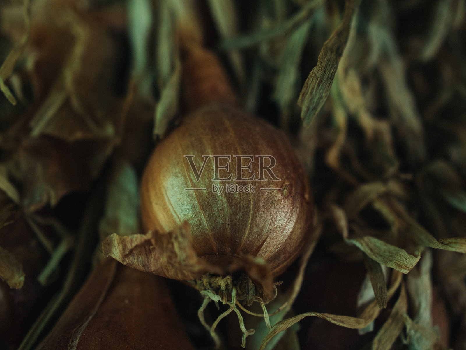 旧洋葱照片摄影图片