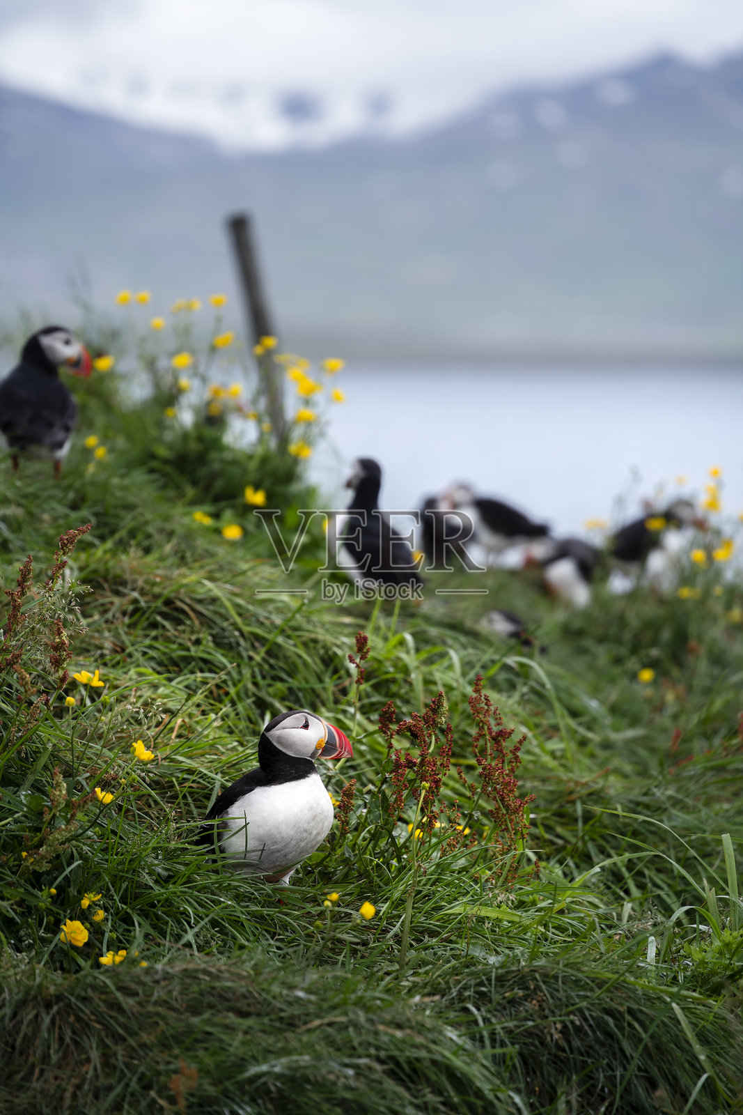 冰岛的海雀照片摄影图片