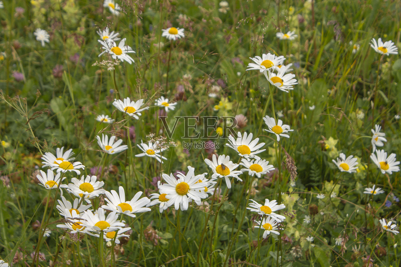 开满雏菊的草地照片摄影图片