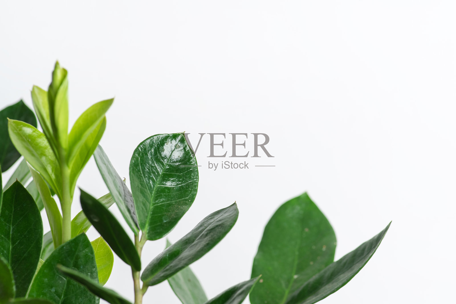 光滑质感的绿色叶子特写。照片摄影图片