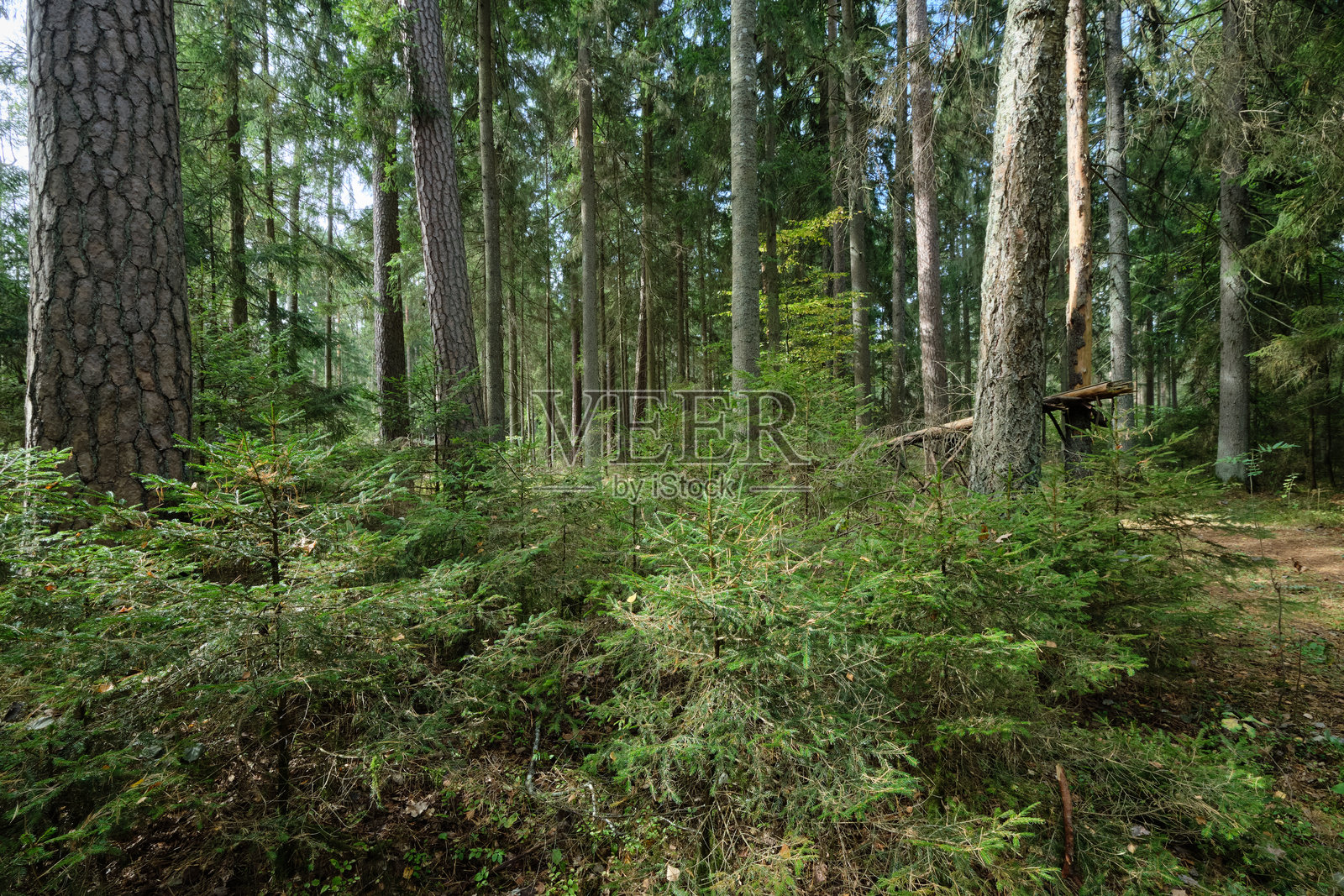 秋季的针叶树林,树木覆盖着苔藓,还有一些折断的树木照片摄影图片