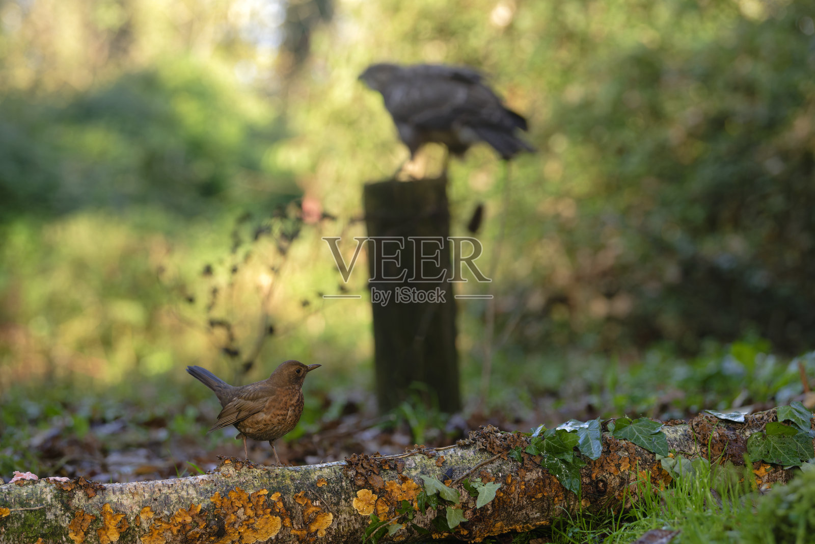 乡村中的黑鸟,背景中可以看到一只欧亚秃鹰,它的潜在捕食者。照片摄影图片