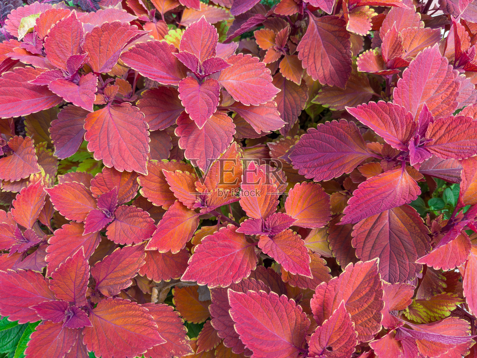 栽培的彩叶红紫色叶子的五彩草灌木照片摄影图片