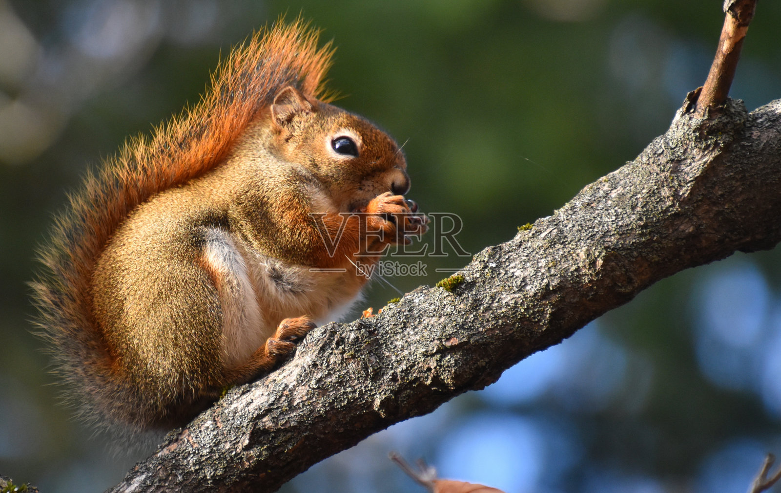 一只红松鼠照片摄影图片