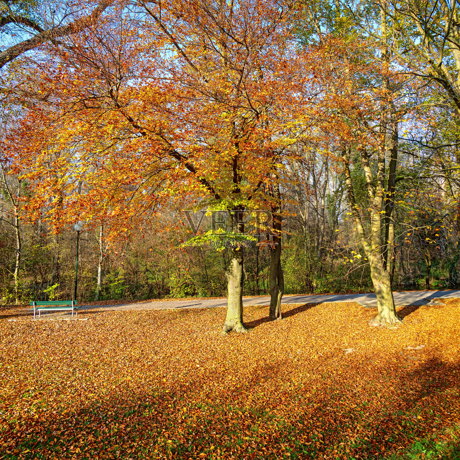 五彩斑斓的树叶公园照片摄影图片
