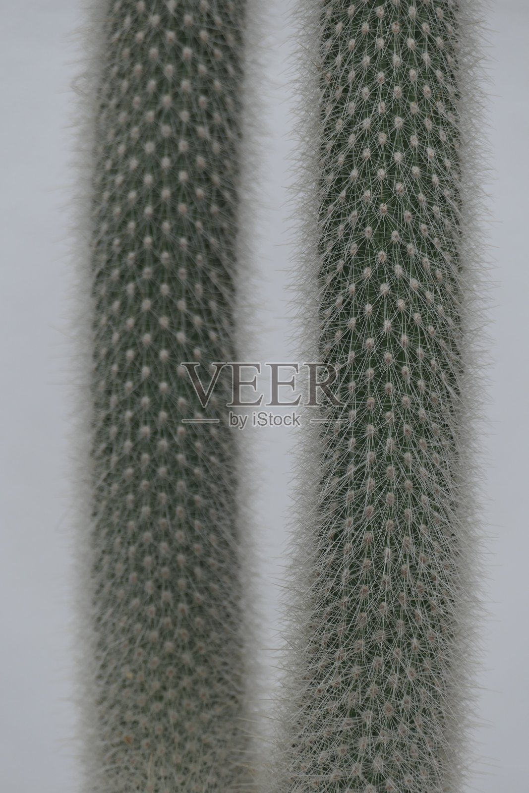 仙人掌,植物园,巴黎照片摄影图片