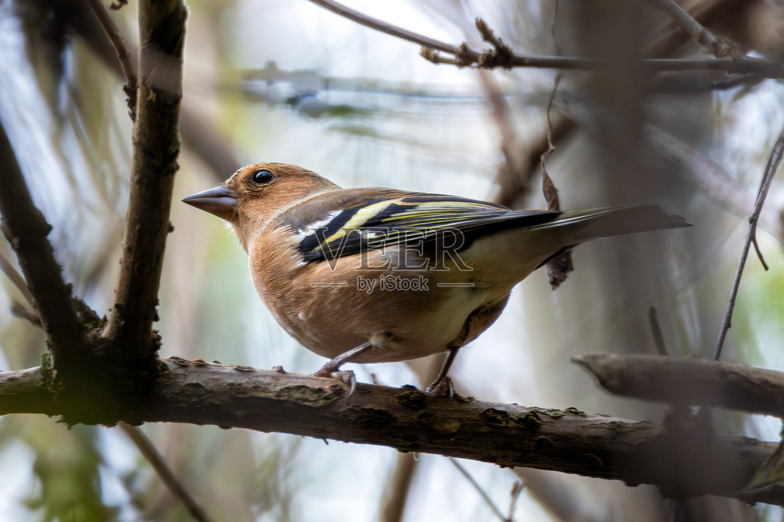 雄性雀雀(Fringilla coelebs)通常栖息在林地和公园,曾在都柏林的科林斯公园被发现。照片摄影图片