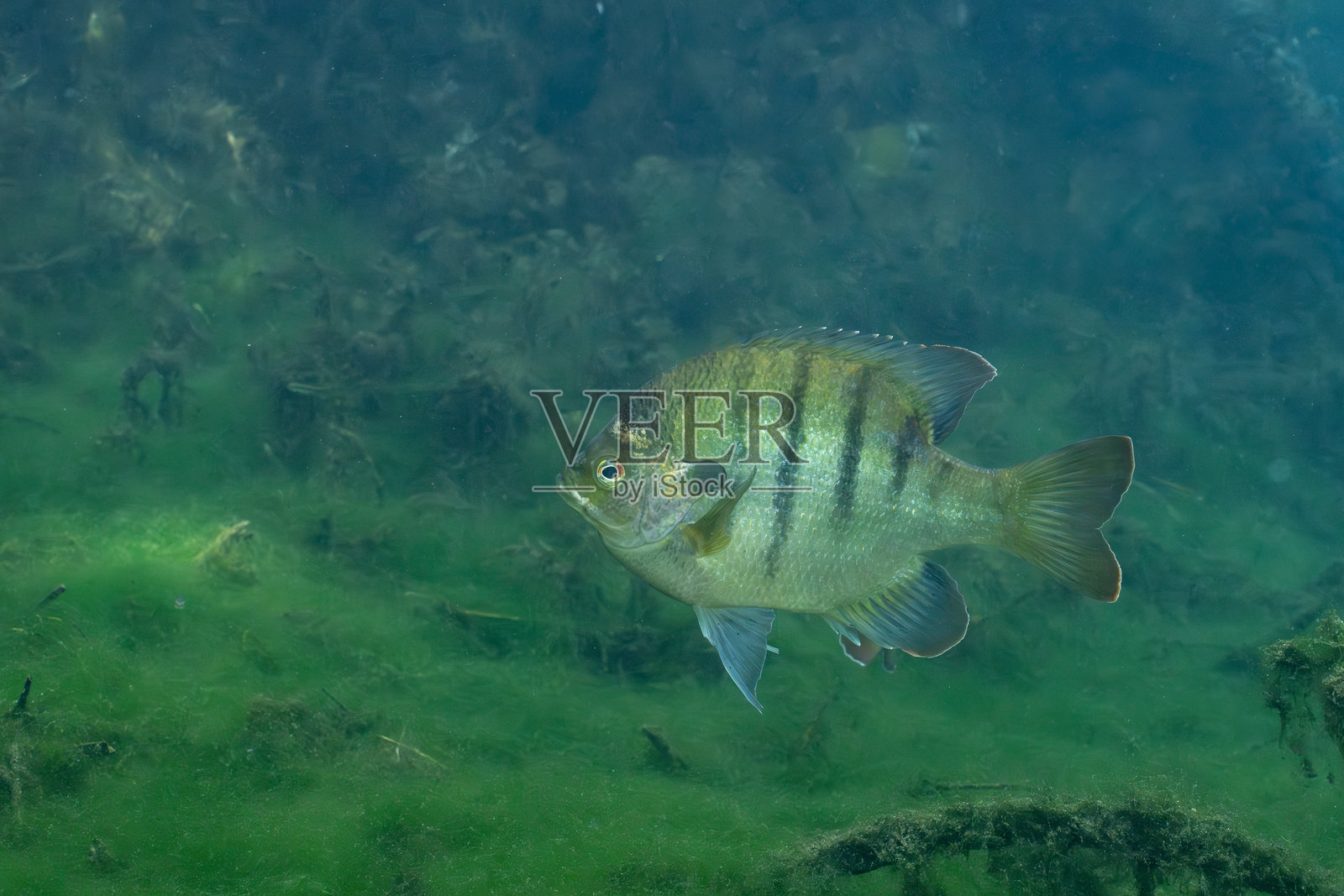 佛罗里达泉水中的蓝鳃太阳鱼在清澈的水中游动照片摄影图片