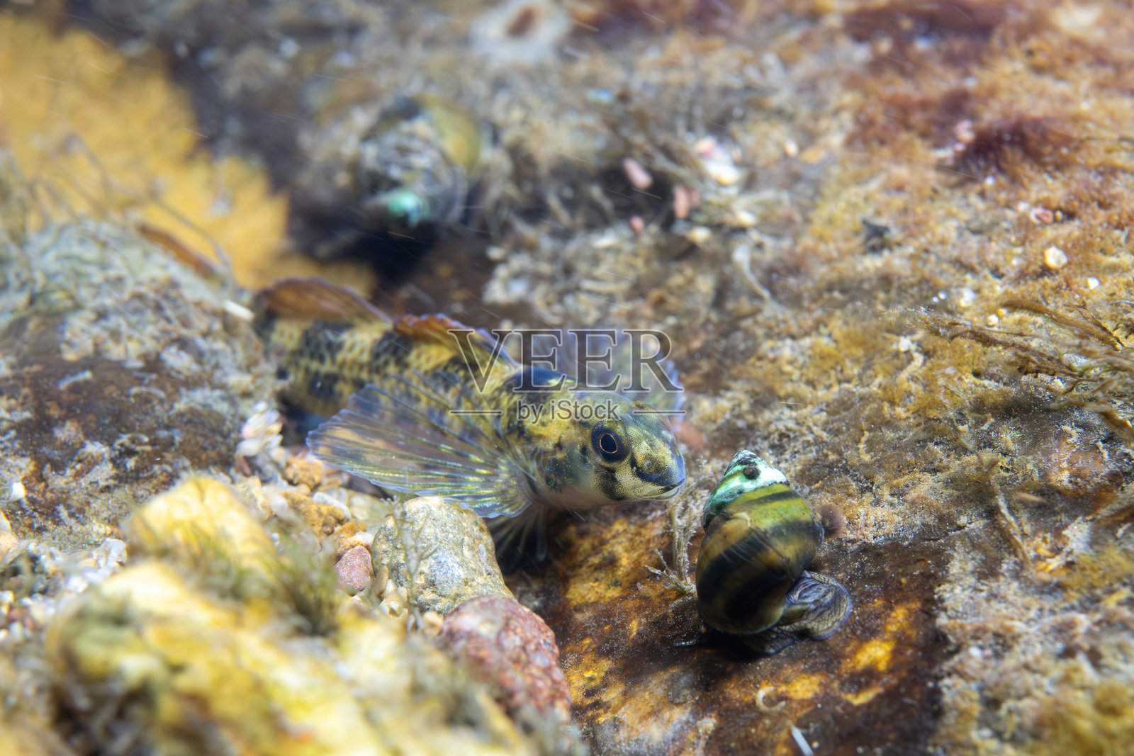 岩石河床上展示的河草雀鳝照片摄影图片