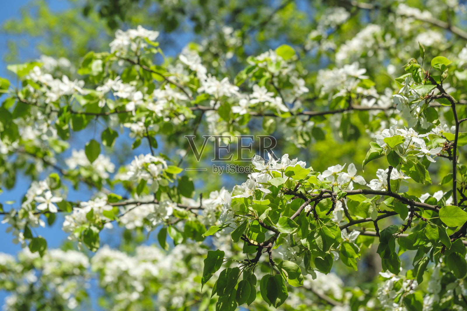 一棵开满白色花朵的树正盛开着。天空湛蓝晴朗,阳光明媚,春天的背景。照片摄影图片